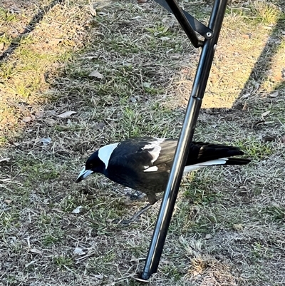 Gymnorhina tibicen (Australian Magpie) at Uriarra Village, ACT - 21 Jun 2025 by JimL
