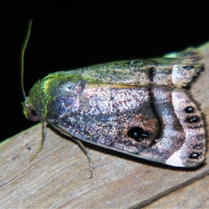 Unverified Noctuoid moth (except Arctiinae) at Bloomsbury, QLD - 19 Oct 2008 by PJH123