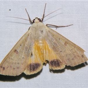 Unverified Noctuoid moth (except Arctiinae) at Bloomsbury, QLD - 19 Oct 2008 by PJH123