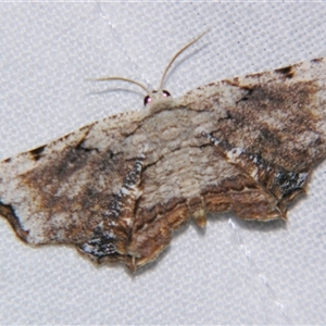 Unverified Other moth at Bloomsbury, QLD - 19 Oct 2008 by PJH123