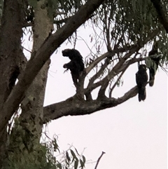 Zanda funerea (Yellow-tailed Black-Cockatoo) at Kambah, ACT - 30 Jan 2021 by Giant