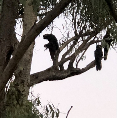 Zanda funerea (Yellow-tailed Black-Cockatoo) at Kambah, ACT - 30 Jan 2021 by Giant
