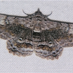 Cleora injectaria at Bloomsbury, QLD - 19 Oct 2008 by PJH123