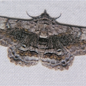 Unverified Geometer moth (Geometridae) at Bloomsbury, QLD - 19 Oct 2008 by PJH123