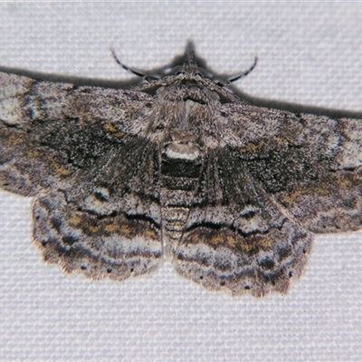 Cleora injectaria at Bloomsbury, QLD - 19 Oct 2008 by PJH123
