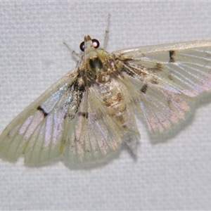 Unverified Pyralid or Snout Moth (Pyralidae & Crambidae) at Bloomsbury, QLD - 19 Oct 2008 by PJH123