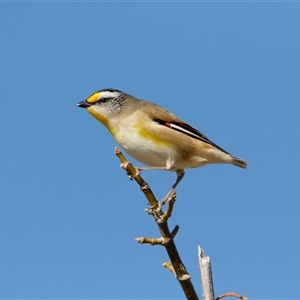Pardalotus striatus (Striated Pardalote) at Crowther, NSW - 22 Jun 2025 by Frecko