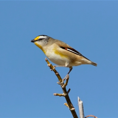 Pardalotus striatus (Striated Pardalote) at Crowther, NSW - 22 Jun 2025 by Frecko