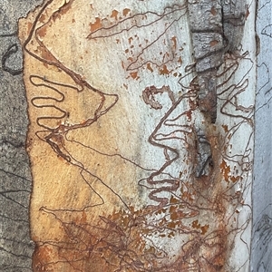 Eucalyptus blakelyi at Denman Prospect, ACT - Yesterday by Jennybach