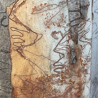 Eucalyptus rossii (Inland Scribbly Gum) at Denman Prospect, ACT - 24 Jun 2025 by Jennybach
