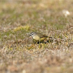 Acanthiza chrysorrhoa (Yellow-rumped Thornbill) at Crowther, NSW - 22 Jun 2025 by Frecko