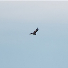 Aquila audax (Wedge-tailed Eagle) at Crowther, NSW - 22 Jun 2025 by Frecko