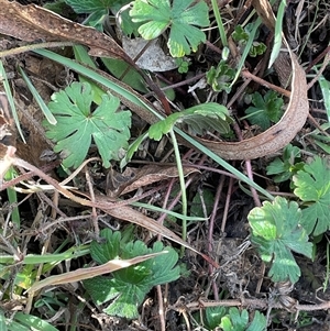 Geranium (genus) at Denman Prospect, ACT - Yesterday by Jennybach