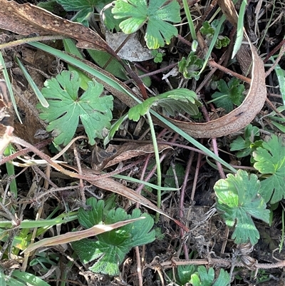 Geranium (genus) (Geranium) at Denman Prospect, ACT - 24 Jun 2025 by Jennybach