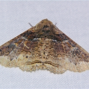 Unverified Noctuoid moth (except Arctiinae) at Bloomsbury, QLD - 19 Oct 2008 by PJH123