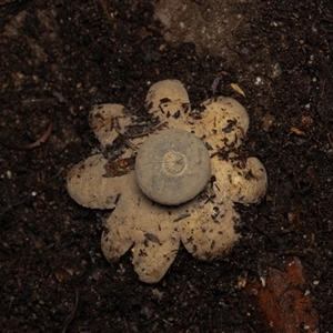 Unverified Fungus at Acton, ACT - 13 Jun 2025 by KarinNeufeld