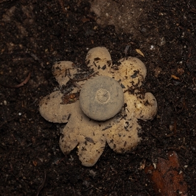 Geastrum sp. (genus) (An earthstar) at Acton, ACT - 13 Jun 2025 by KarinNeufeld