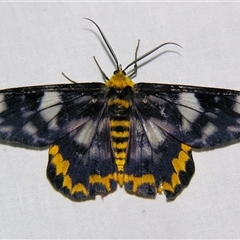 Dysphania numana at Bloomsbury, QLD - 19 Oct 2008 by PJH123