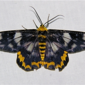 Unverified Geometer moth (Geometridae) at Bloomsbury, QLD - 19 Oct 2008 by PJH123