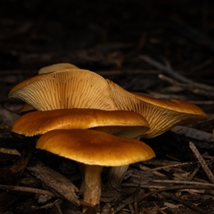 Unverified Fungus at Acton, ACT - 13 Jun 2025 by KarinNeufeld