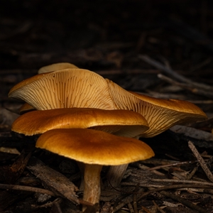 Unverified Fungus at Acton, ACT - 13 Jun 2025 by KarinNeufeld