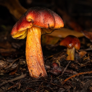 Unverified Fungus at Acton, ACT - 13 Jun 2025 by KarinNeufeld