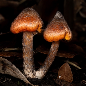 Unverified Fungus at Acton, ACT - 13 Jun 2025 by KarinNeufeld