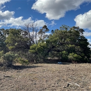 Acacia baileyana at Denman Prospect, ACT - Yesterday by Jennybach