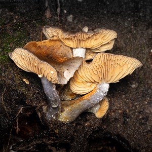 Unverified Fungus at Acton, ACT - 13 Jun 2025 by KarinNeufeld