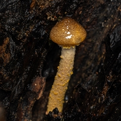 Armillaria sp. (A honey fungus) at Acton, ACT - 13 Jun 2025 by KarinNeufeld