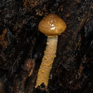 Unverified Fungus at Acton, ACT - 13 Jun 2025 by KarinNeufeld