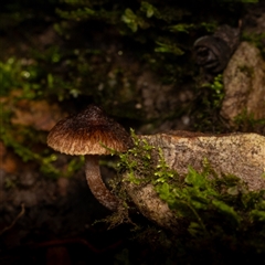 Unverified Fungus at Acton, ACT - 13 Jun 2025 by KarinNeufeld