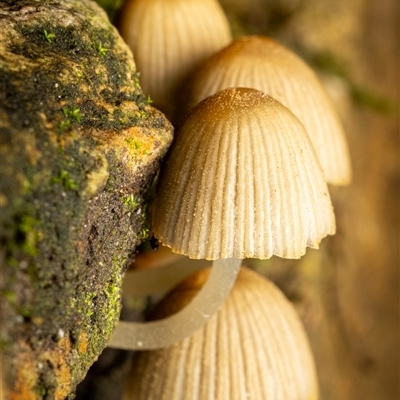Coprinellus etc. (An Inkcap) at Acton, ACT - 13 Jun 2025 by KarinNeufeld