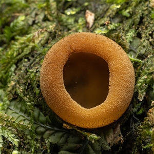 Unverified Fungus at Acton, ACT - 13 Jun 2025 by KarinNeufeld