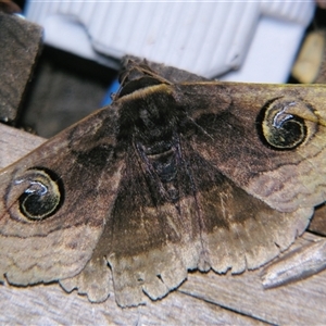 Unverified Noctuoid moth (except Arctiinae) at Bloomsbury, QLD - 19 Oct 2008 by PJH123