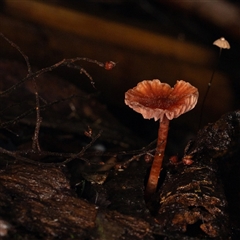 Laccaria sp. (Laccaria) at Acton, ACT - 13 Jun 2025 by KarinNeufeld