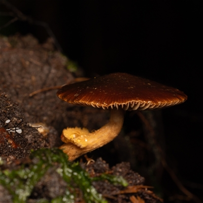 Unverified Fungus at Acton, ACT - 13 Jun 2025 by KarinNeufeld