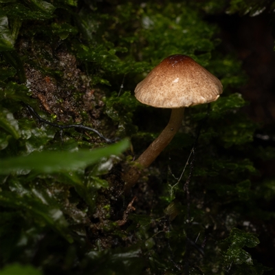 Unverified Fungus at Acton, ACT - 13 Jun 2025 by KarinNeufeld