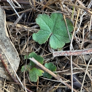 Hydrocotyle laxiflora at Denman Prospect, ACT - Yesterday by Jennybach