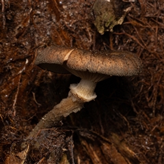Armillaria sp. (A honey fungus) at Acton, ACT - 13 Jun 2025 by KarinNeufeld