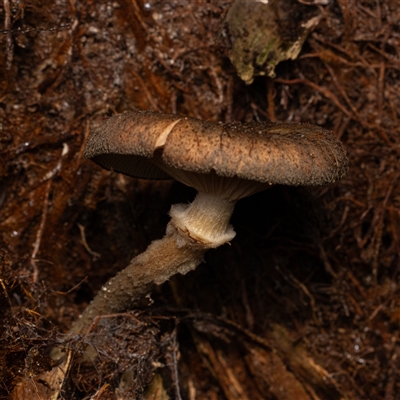 Armillaria sp. (A honey fungus) at Acton, ACT - 13 Jun 2025 by KarinNeufeld