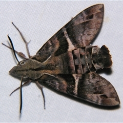 Macroglossum errans at Bloomsbury, QLD - 19 Oct 2008 by PJH123