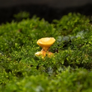 Unverified Fungus at Acton, ACT - 13 Jun 2025 by KarinNeufeld