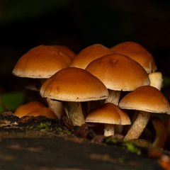Hypholoma sp. (Hypholoma) at Acton, ACT - 13 Jun 2025 by KarinNeufeld