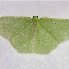 Unverified Geometer moth (Geometridae) at Bloomsbury, QLD - 19 Oct 2008 by PJH123