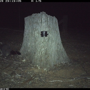 Trichosurus vulpecula (Common Brushtail Possum) at Crowther, NSW - 19 Mar 2025 by Frecko