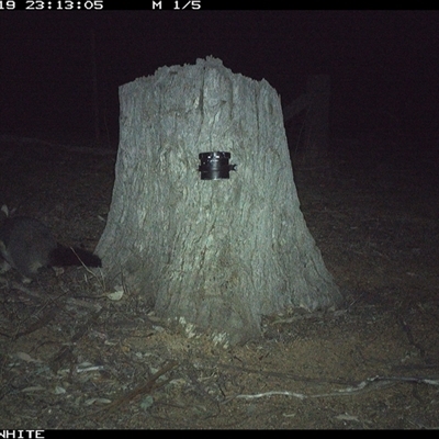 Trichosurus vulpecula (Common Brushtail Possum) at Crowther, NSW - 19 Mar 2025 by Frecko