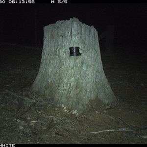 Trichosurus vulpecula (Common Brushtail Possum) at Crowther, NSW - 30 Mar 2025 by Frecko
