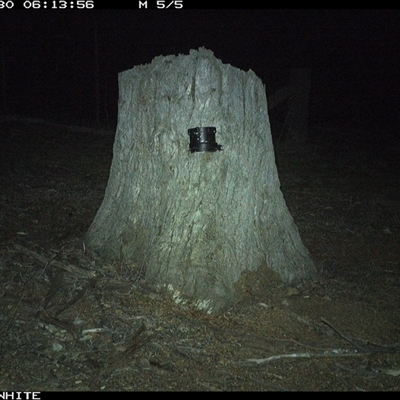 Trichosurus vulpecula (Common Brushtail Possum) at Crowther, NSW - 30 Mar 2025 by Frecko