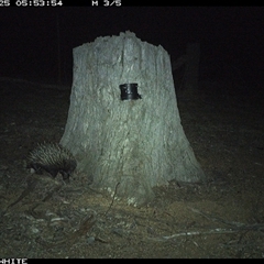 Tachyglossus aculeatus (Short-beaked Echidna) at Crowther, NSW - 25 Mar 2025 by Frecko